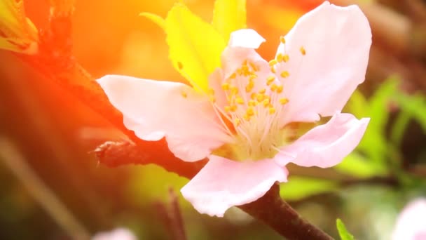 Persika blomma blommar — Stockvideo